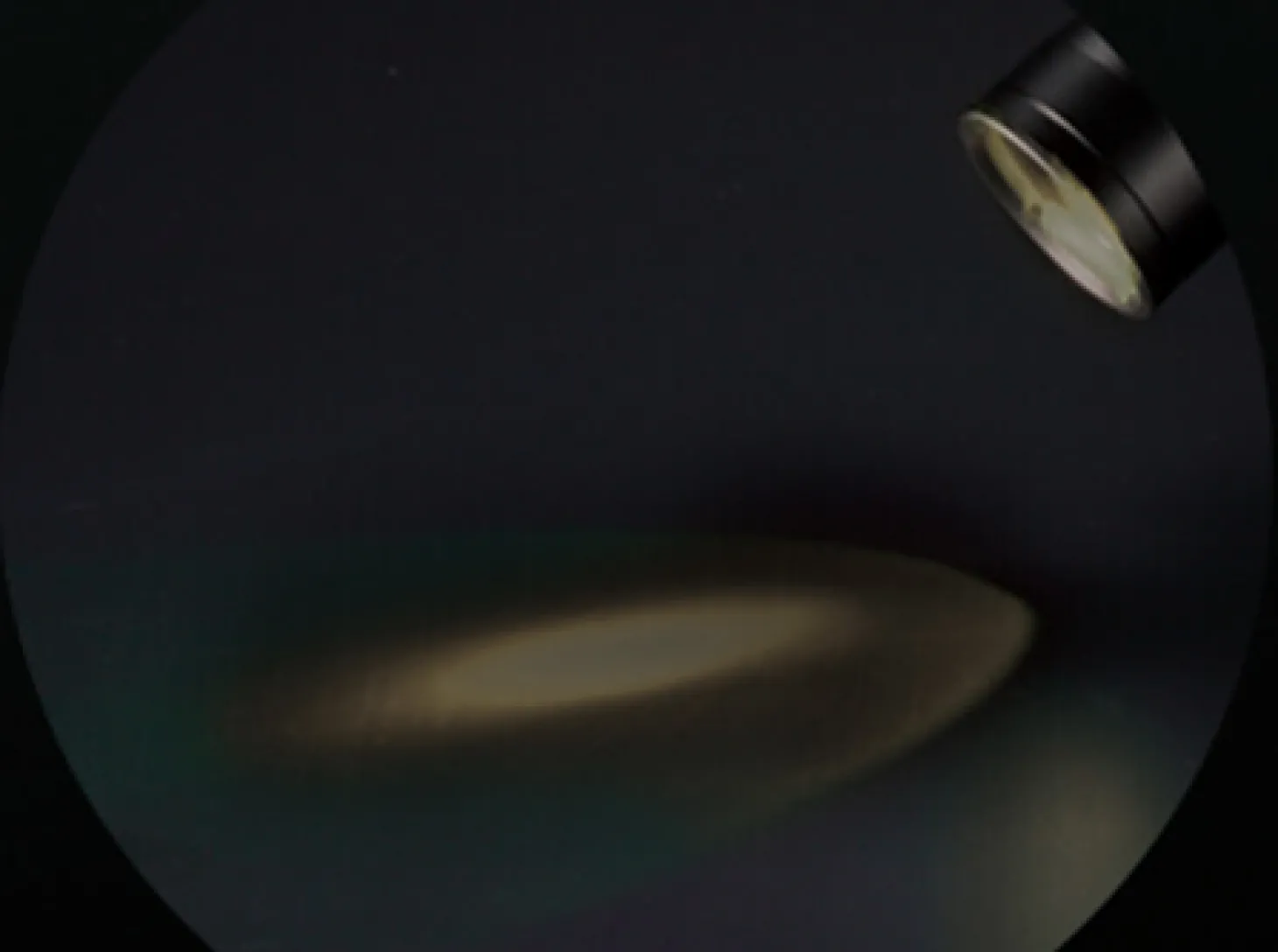 Chameleon Weiß / Infrarot